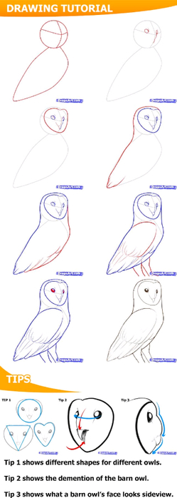 how-to-draw-a-barn-owl (249x700, 127Kb)