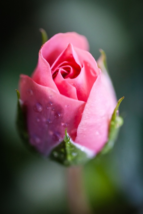 4163023_tumblr_mk4biqHvg81rmhmz0o1_1280 (466x700, 62Kb)