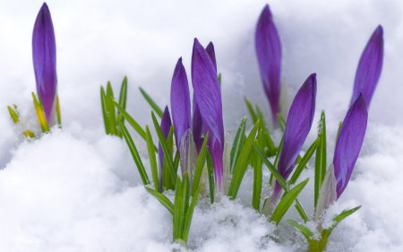 1323776168_241002_krokusy_butony_fioletovyj_pervocvet_sneg_vesna_cve_1920x1200_www.gdefon.ru (450x281, 22Kb)