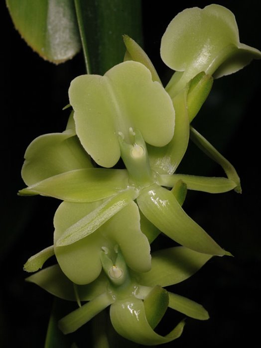 epidendrumaffcoriifolium1_41 (524x700, 42Kb)