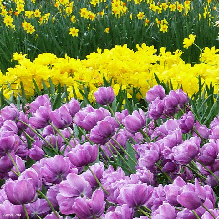 Голландские цветы фото
