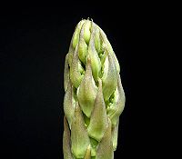 200px-Asparagus_officinalis_ies (200x175, 4Kb)