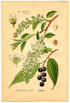  Botanical-Flowers-3-GraphicsFairysm (479x700, 429Kb)