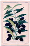  Olives-Vintage-Graphics-Fairy-sm (453x700, 399Kb)