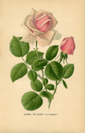  Vintage-Printable-Tea-Rose-GraphicsFairysm (449x700, 322Kb)