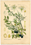  Botanical-berry-GraphicsFairysm (482x700, 421Kb)
