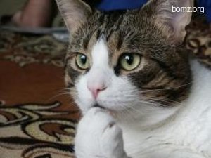 2681762_happy_4a (300x225, 15Kb)