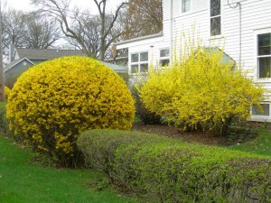 forsythias-300x225 (300x225, 32Kb)