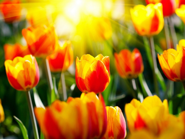 Nature_Flowers_Beautiful_Tulips_032955_29 (640x480, 96Kb)