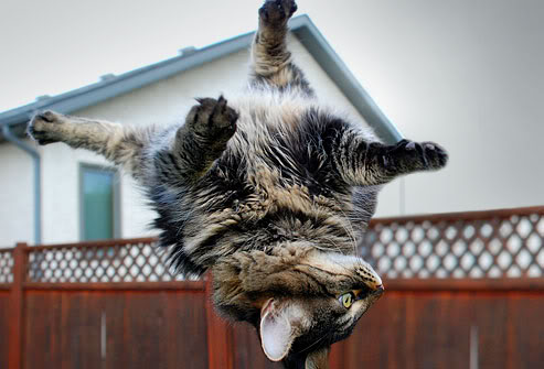 cat-falling (493x335, 33Kb)