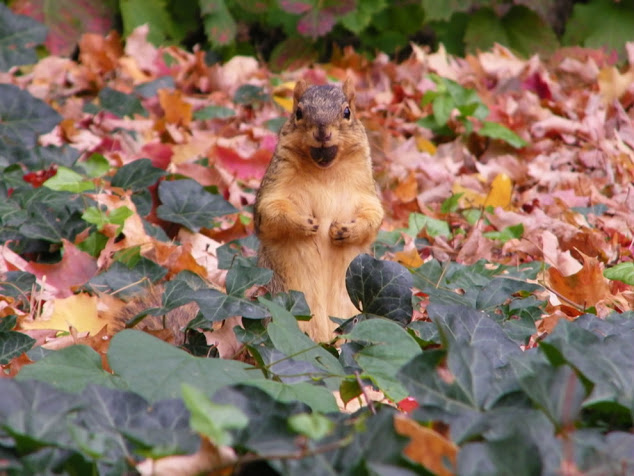 5152557_SquirrelbusygatheringnutsinOctoberpreparingforwinteronCampusatUniversityofMichigan (634x476, 98Kb)