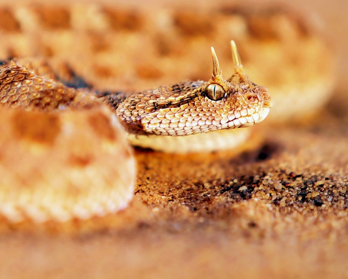 4080226_Animals_Reptiles_Sandy_horned_snake_033209_ (700x560, 243Kb)