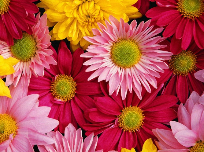 flowers_025-crop (667x500, 179Kb)