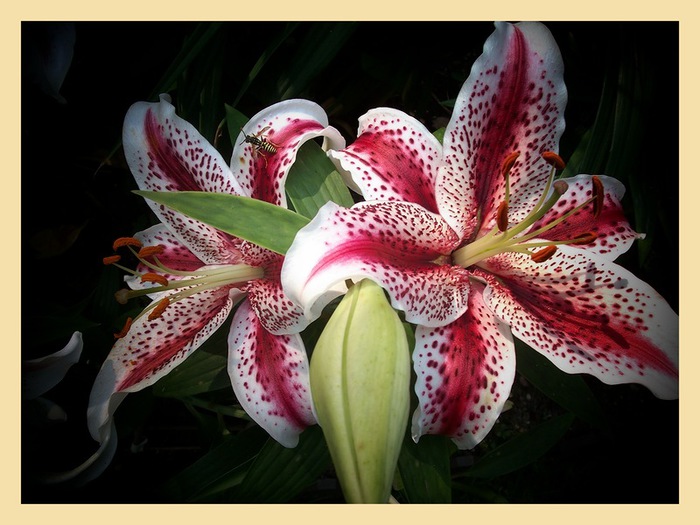 0_976dd_73da4d82_XL (700x525, 109Kb)