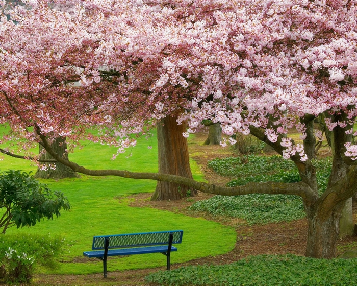 1280_1024_nature_wallpaper_48553656 (700x560, 425Kb)