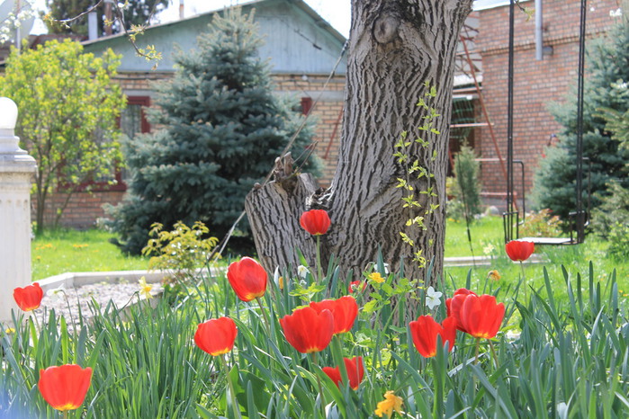 IMG_2022 (700x466, 152Kb)