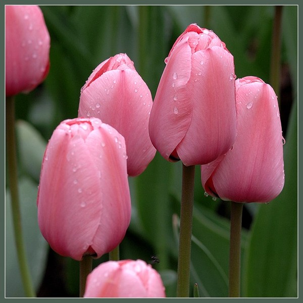 5 (600x600, 70Kb)