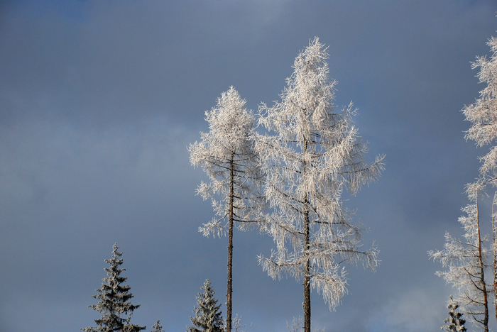 DSC_6909 (700x468, 339Kb)