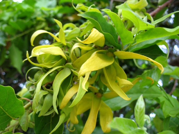 4581521_ylangylang (600x450, 218Kb)