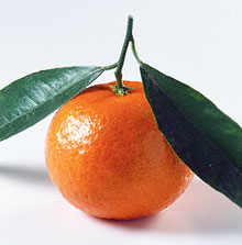 4581521_essentialoilorange (220x223, 11Kb)