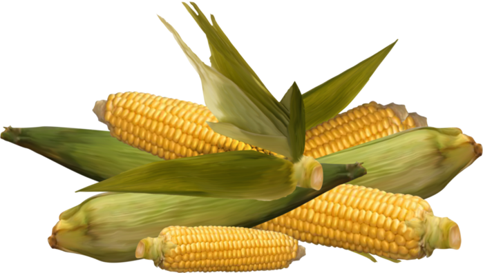 Кукуруза картинки на прозрачном фоне. Кукуруза на прозрачном фоне. Початок кукурузы на белом фоне. Кукуруза без фона. Кукуруза клипарт на прозрачном фоне.