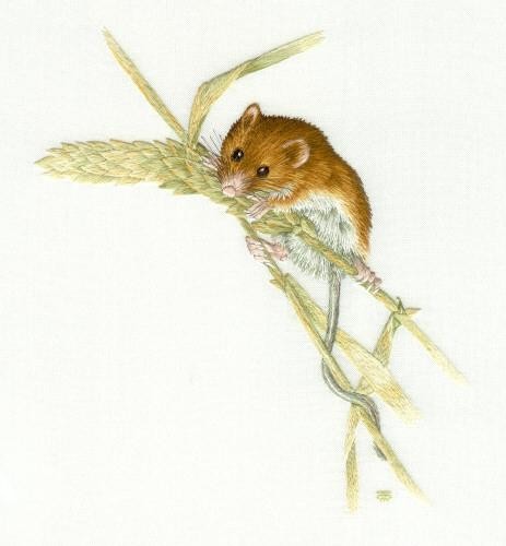 2977473_Field_Mouse (463x500, 28Kb)