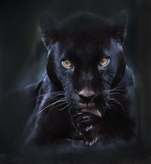 CunngJ94wdk (500x541, 16Kb)