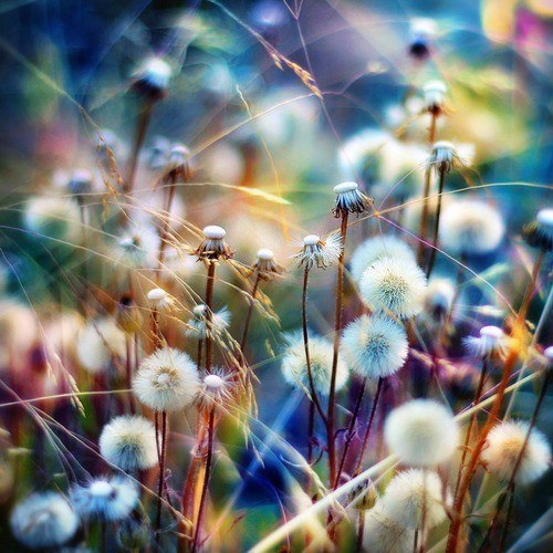 X1xiZcpQs78 (500x500, 72Kb)