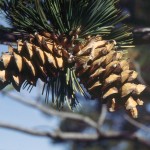 Pinus_flexilis_cones-150x150 (150x150, 10Kb)