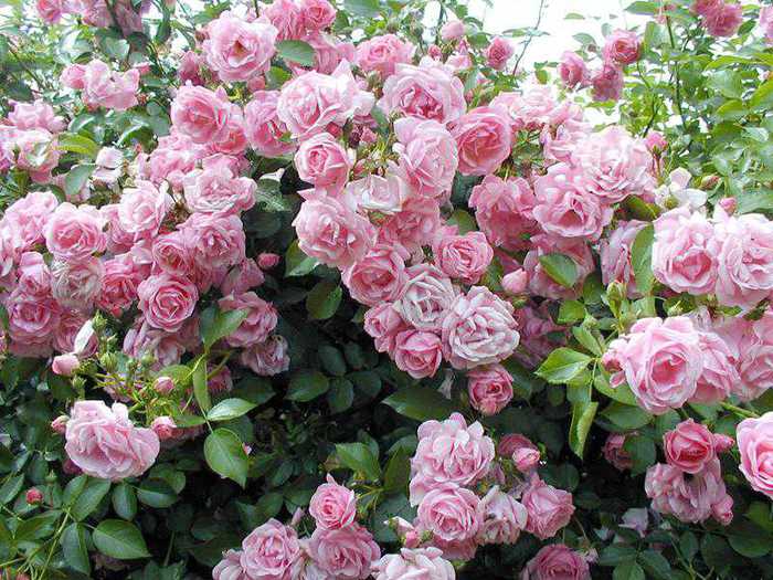 7 популярных сортов для формирования розы на штамбе | В цветнике (malino-v.ru)