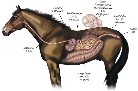horseinternalanatomy (560x369, 33Kb)