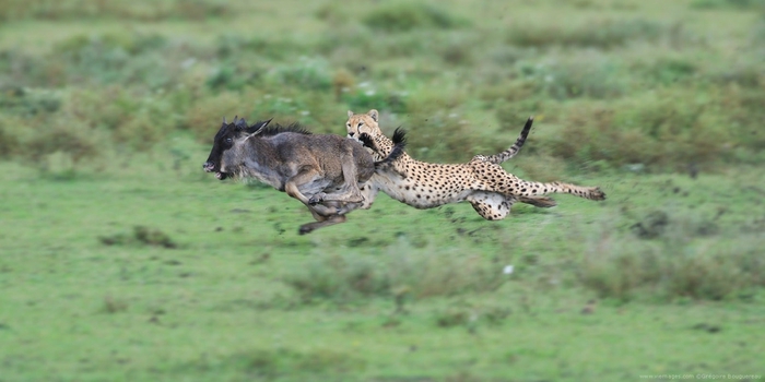 0_a495b_ab11219f_orig (700x350, 144Kb)