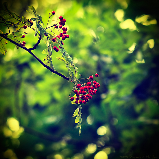 Summer_Berries_by_r3novatio (550x550, 302Kb)