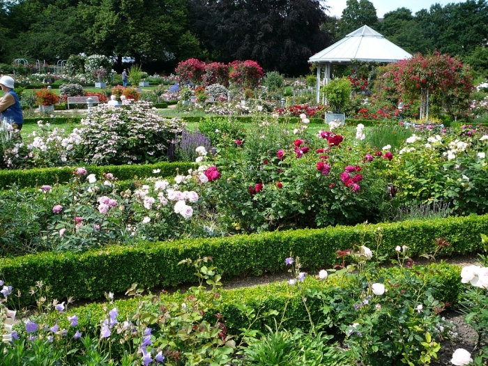 rosarium_hamburg_005 (700x525, 500Kb)