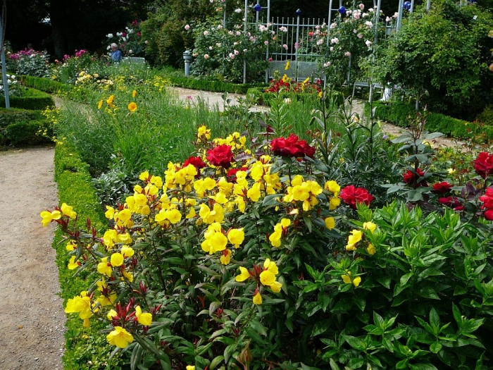 rosarium_hamburg_006 (700x525, 461Kb)