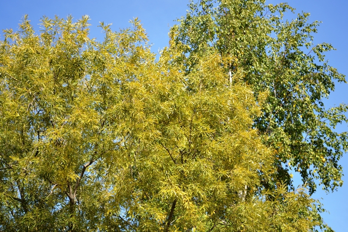 DSC_1138 (700x466, 384Kb)
