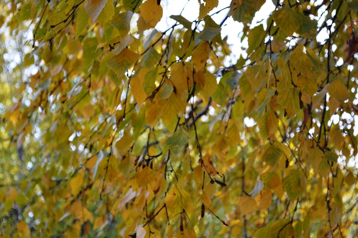 DSC_1140 (700x466, 290Kb)