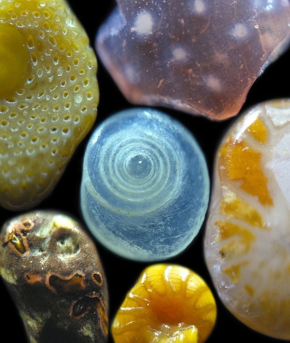 Magnified-Grains-of-Sand-1 (591x700, 305Kb)