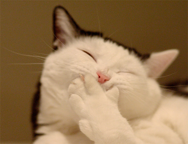 1299051201_22_funny_cats-8 (650x499, 60Kb)