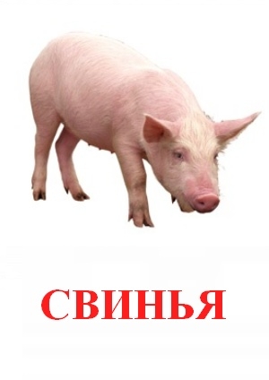 Свинья картинка с надписью