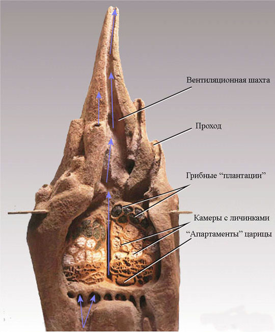 5141577_muravyi_termity_foto_46 (540x650, 61Kb)