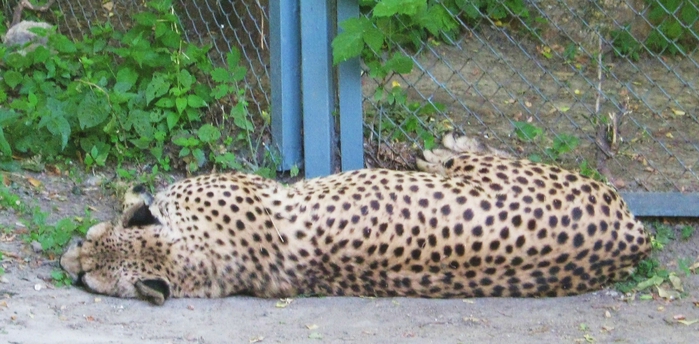июнь 2013, зоопарк 026 (700x344, 224Kb)