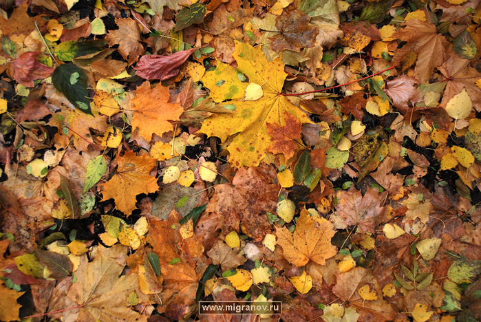 leafage (700x468, 238Kb)