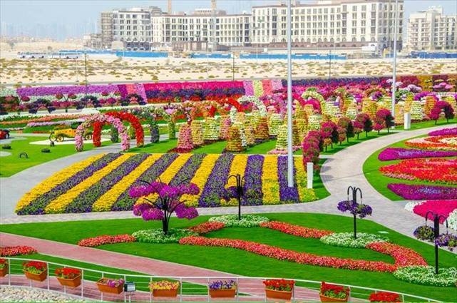 Dubai-Miracle-Garden_020- (641x425, 231Kb)
