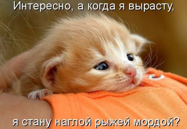 .    ,     (600x415, 71Kb)
