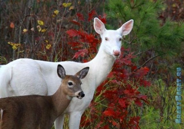 1328788666_great_pictures_of_albino_animals_640_04 (640x449, 48Kb)