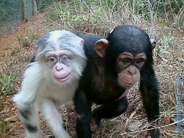 1328788779_great_pictures_of_albino_animals_640_15 (640x480, 72Kb)