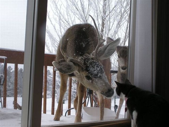 cats_pics_collection_15 (700x525, 59Kb)