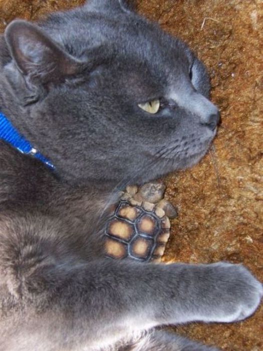cats_pics_collection_36 (525x700, 68Kb)