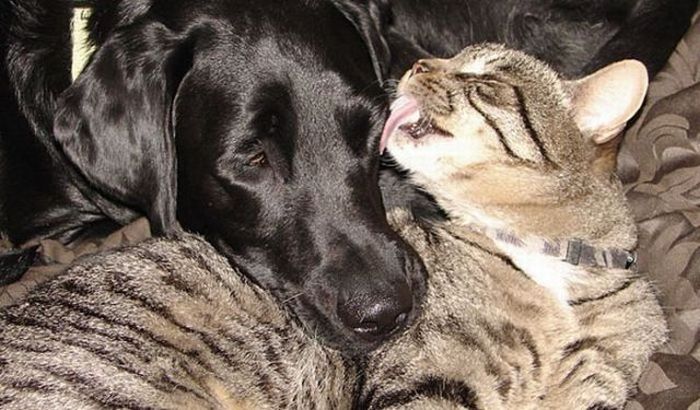 cats_pics_collection_37 (700x410, 71Kb)